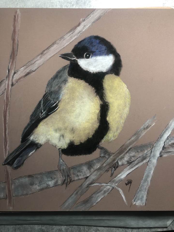 Blue Tit